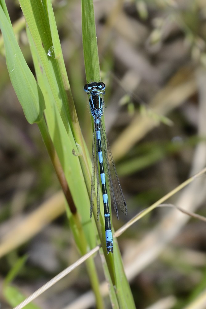 Coenagrion pulchellum